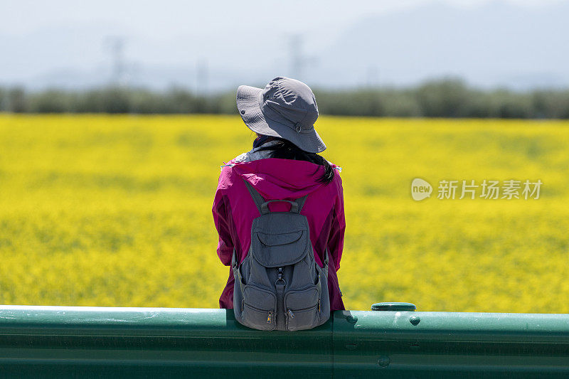 姑娘望着油菜花田，停在车道旁