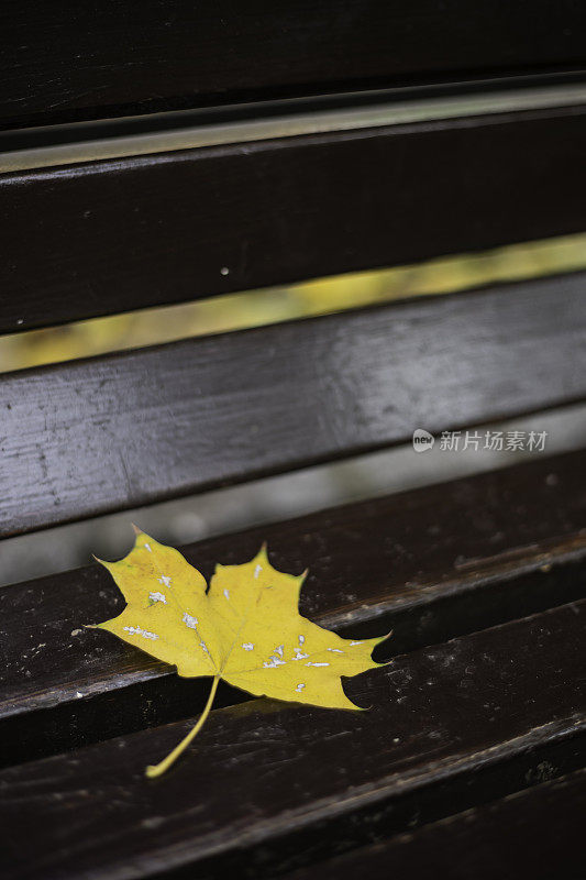 秋天的枯叶在公园的木凳上