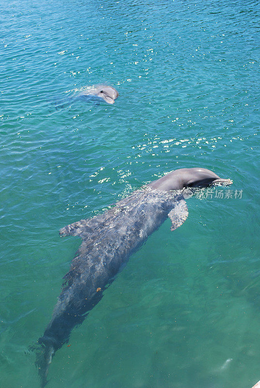 海豚在Aventuras港游泳