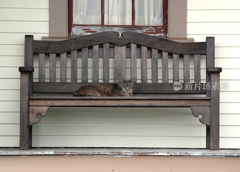 门廊长凳上的猫