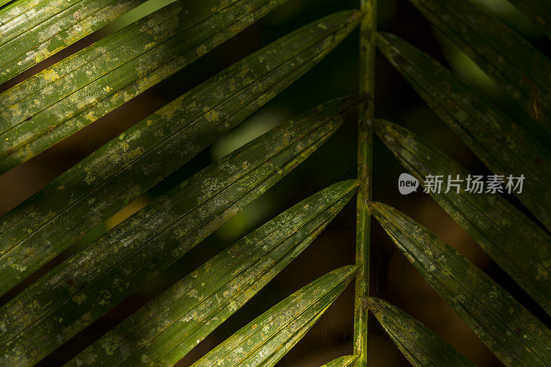 热带雨林的阳光