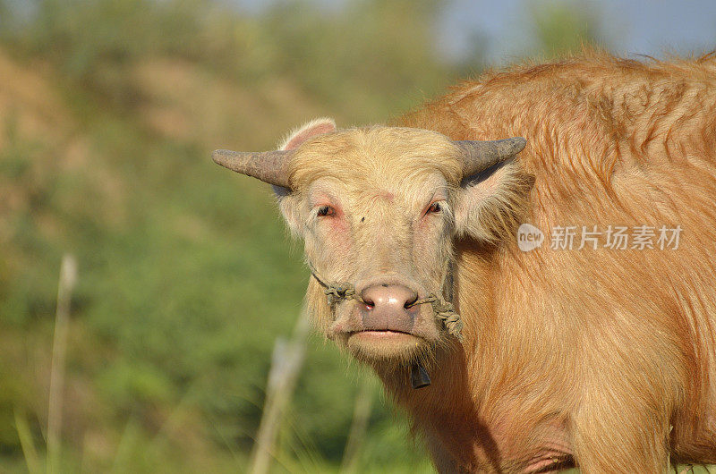 泰国棕色水牛肖像