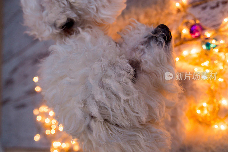 戴着圣诞彩灯的狗。有彩色迷你圣诞彩灯的比熊犬。在黑暗中，把焦点放在灯光上，狗的焦点有点模糊。圣诞狗狗图片