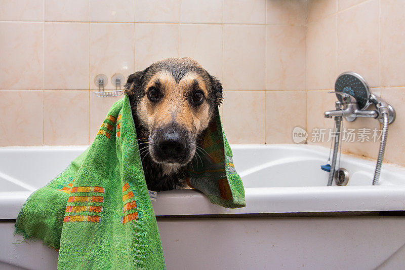 可爱的狗站在浴缸里等着被洗