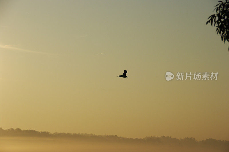 清晨飞过的海鸥