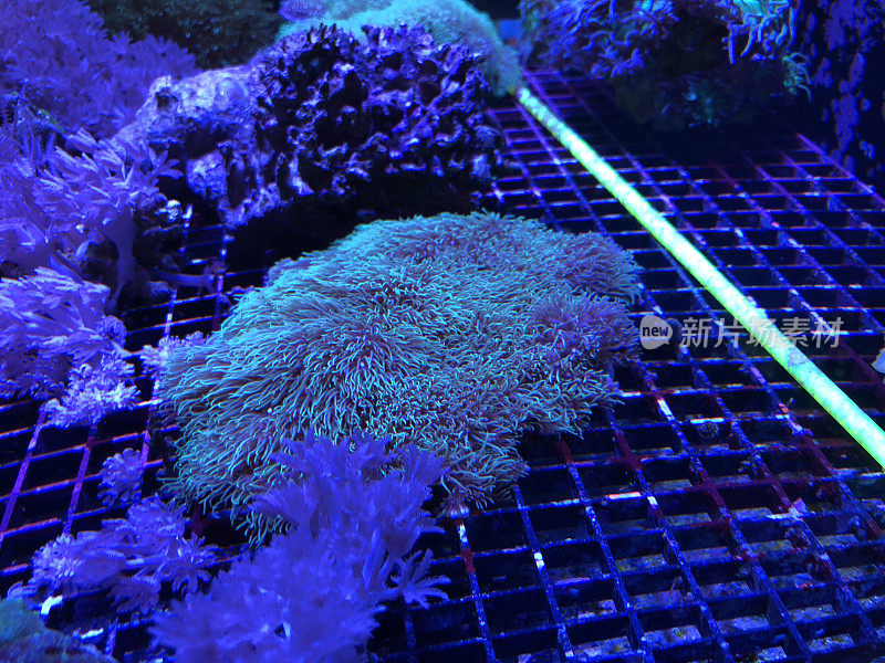 珊瑚在水族馆
