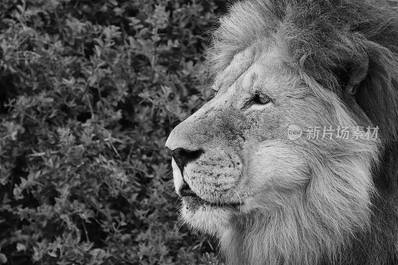 一个近距离的肖像拍摄的雄狮(狮子)在野外。这是一张黑白图像。