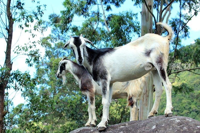 斯里兰卡岩石山上的山羊