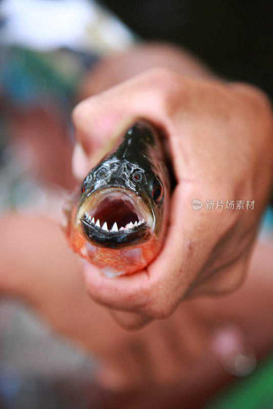 来自巴西亚马逊丛林河的尖牙食人鱼