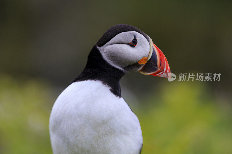 野生海雀