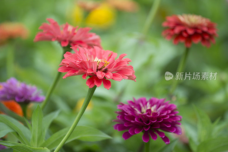 盛开的zinnia