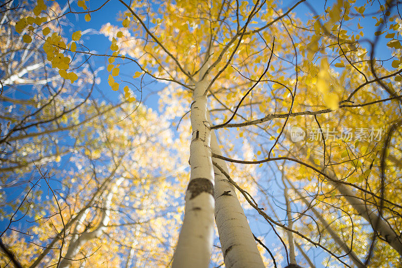 科罗拉多州的白杨树林