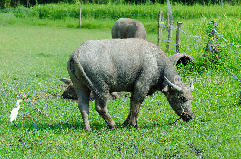 泰国农村水牛。