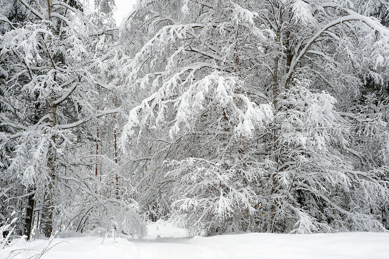 白雪覆盖的桦树