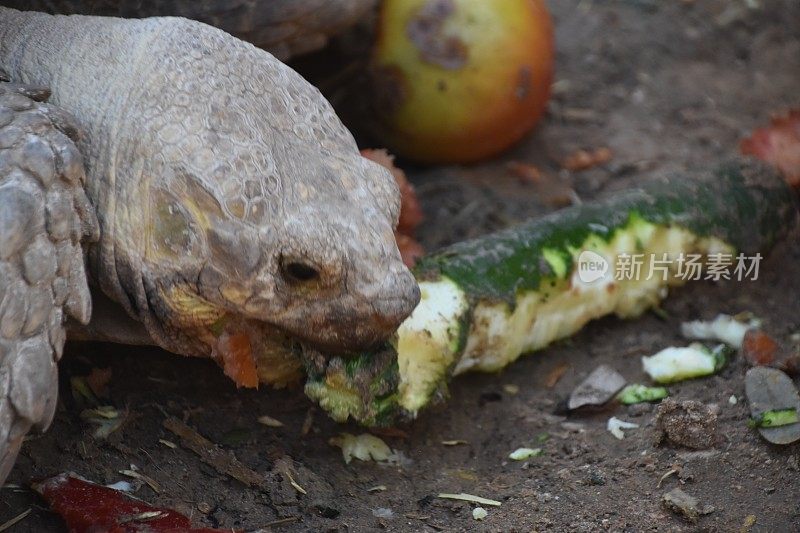 乌龟吃蔬菜