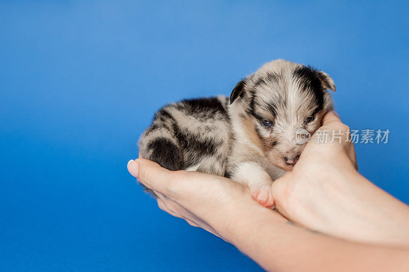 设得兰牧羊犬幼犬三周大在蓝色背景