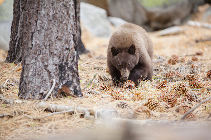 在约塞米蒂国家公园的森林里，一种美洲黑熊正在吃雪松
