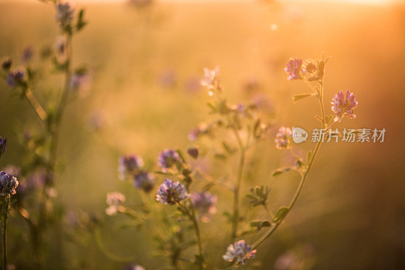 紫花植物野外特写