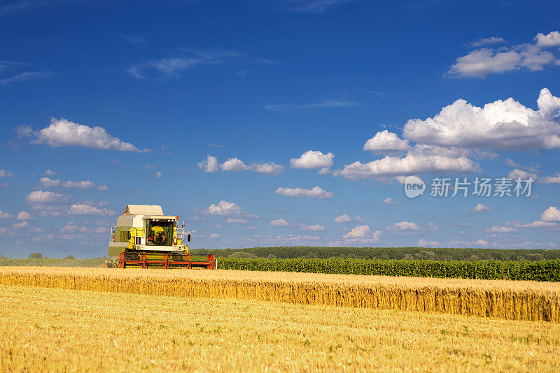 收割机在夏季联合收割机收割小麦