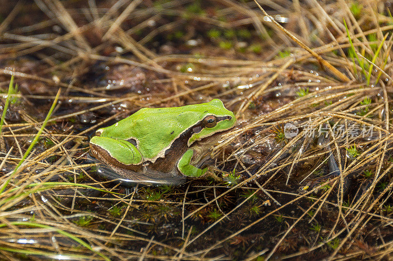 绿色欧洲treefrog