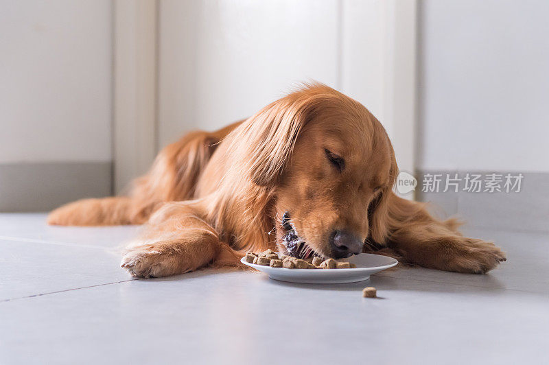 金毛猎犬，躺在地板上吃狗粮