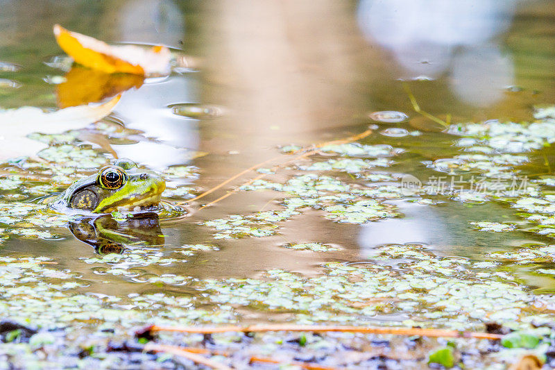 池塘里的绿青蛙