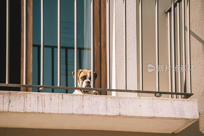 狗在公寓阳台