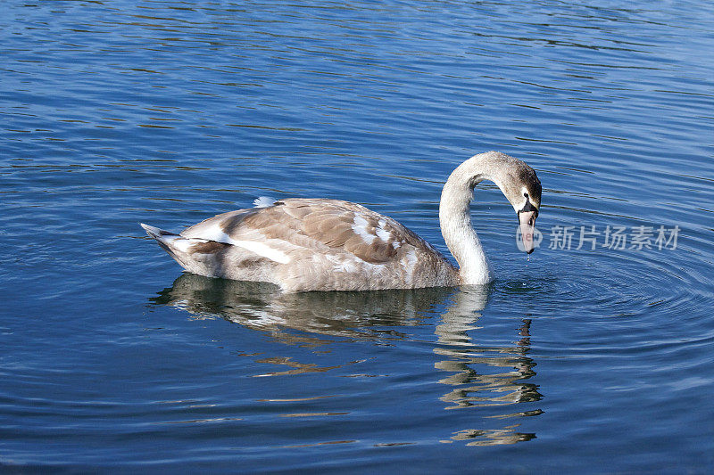 沉默的小天鹅游在平静的湖面上