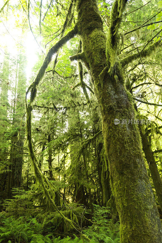 温哥华岛托菲诺热带雨林中的蕨类和苔藓