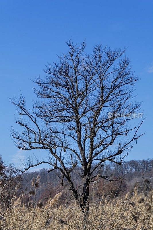 一棵光秃秃的树的剪影映衬着冬天的蓝天。