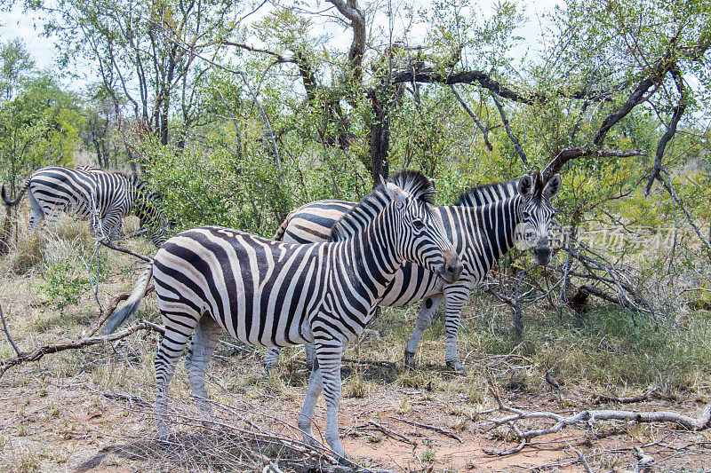 南非:波切尔的斑马