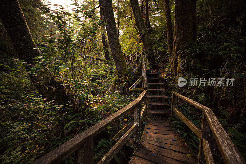 雨林木板人行道