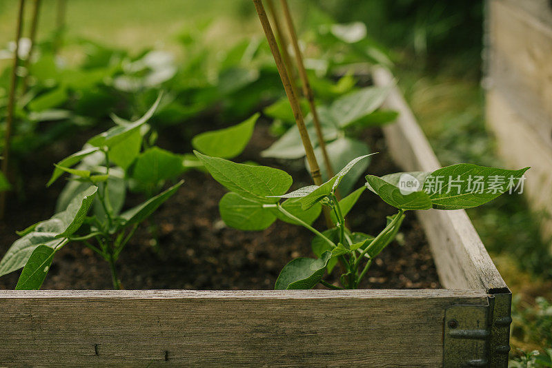 种植白色的博洛蒂豆在托盘领在花园里