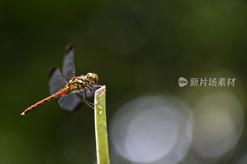 红色的蜻蜓