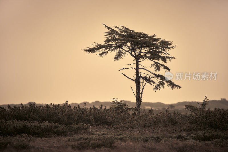 树的剪影，白色多云的天空背景，雾，黄色调的照片