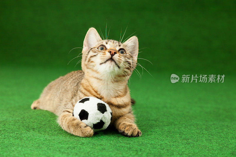 小猫虎斑抱着足球，爪子之间，绿色的屏幕