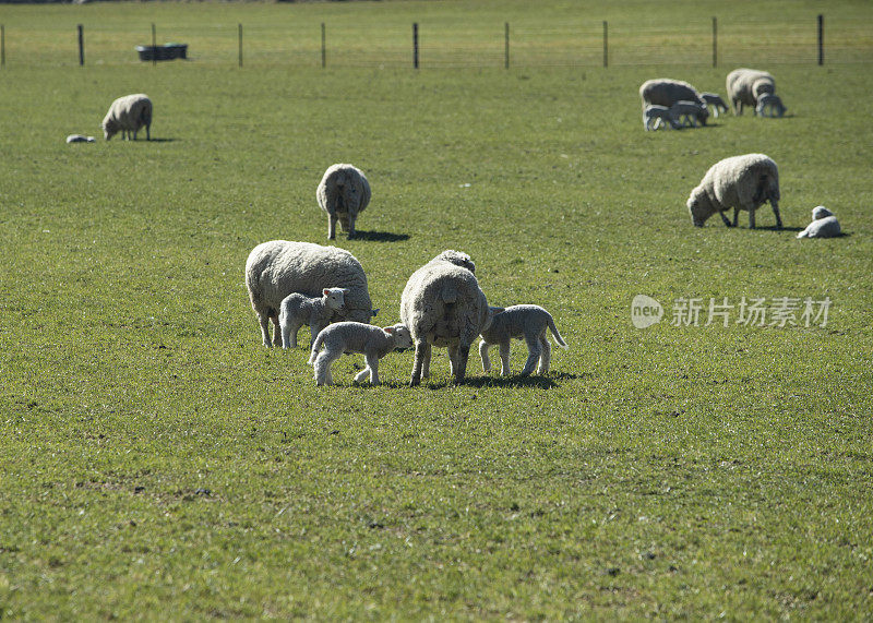 新西兰的绵羊和羊羔