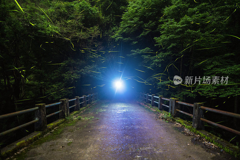 萤火虫在日本森林中发光，展示生物发光的自然奇观