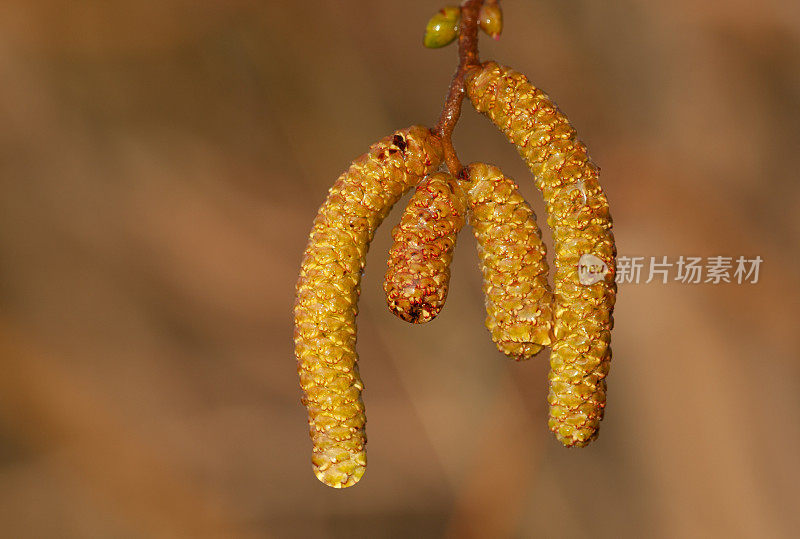 常见的淡褐色开花了