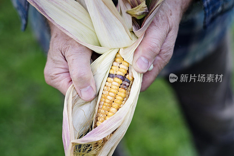 近距离观察老式玉米穗轴。