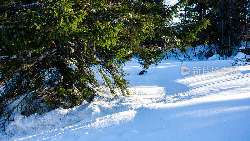 冬雪冷杉树森林景观。白雪覆盖的森林背景是冷杉树。冬季雪林景观