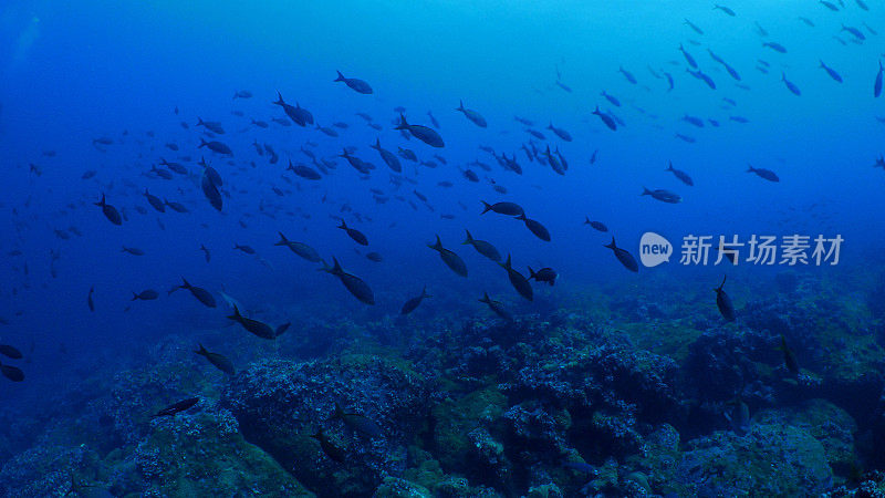 太平洋克利奥尔鱼在加拉帕戈斯群岛的海底礁群