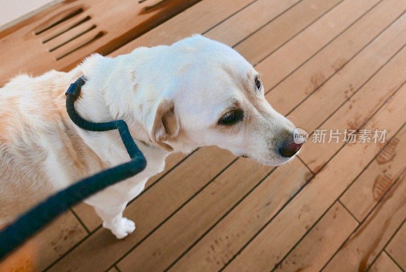 横跨大西洋的拉布拉多寻回犬