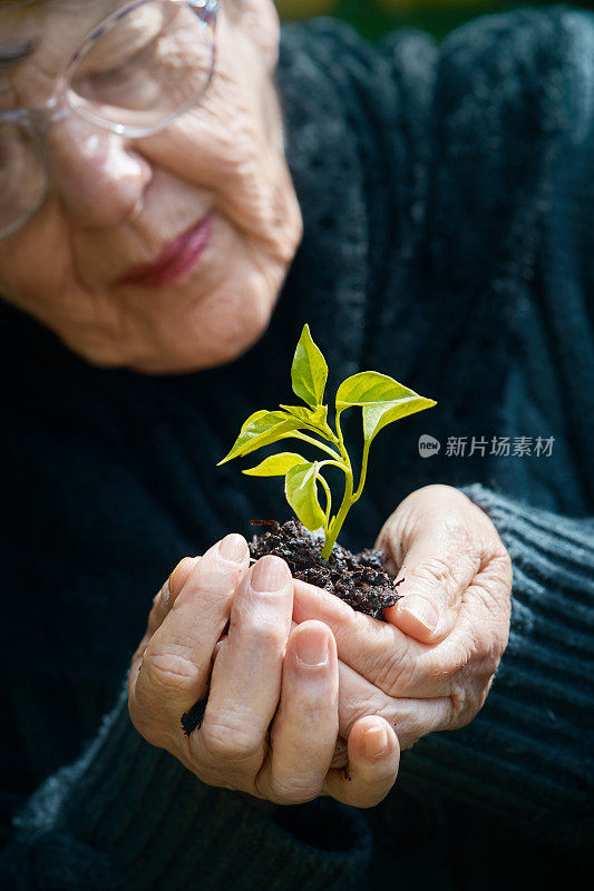 高级女士低头看着她手里的小植物