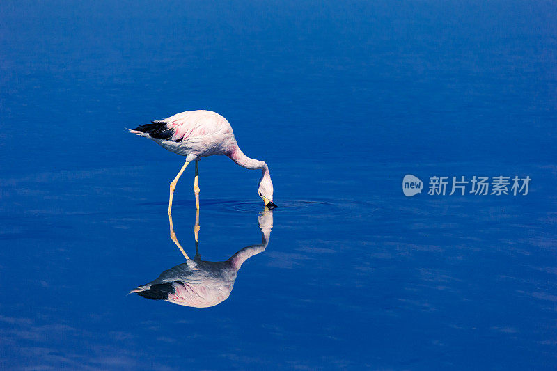 美丽的火烈鸟在阿塔卡马沙漠觅食。