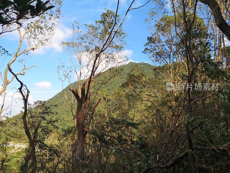 台风“山竹”冲击香港太平山后，树木折断