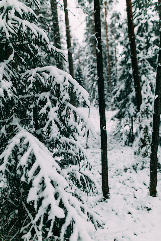 神奇的雪覆盖了树木。美丽的冬天的风景