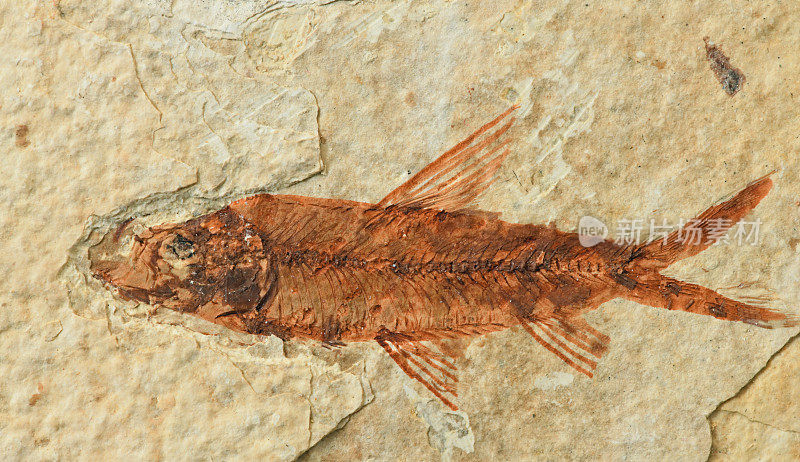 鱼化石，犹他州，美国