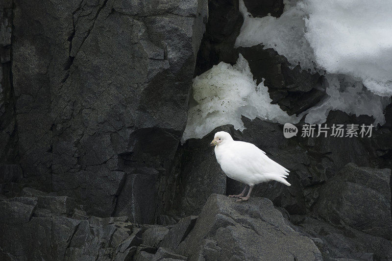 雪白的蛇喙走在南极洲洛克罗伊港站的岩石海岸线上