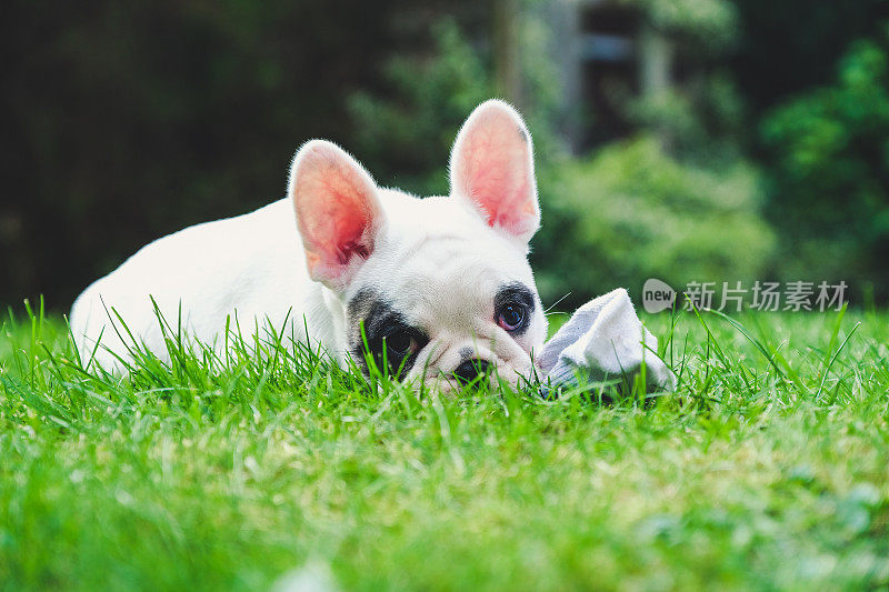 英国，一只法国斗牛犬在花园里嚼袜子